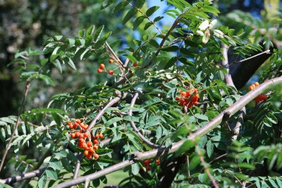 Sorbus aucuparia 'Pendula' - jeřáb obecný - větévka s plody a listy